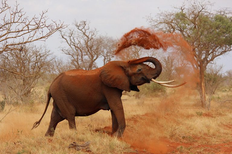 Éléphant