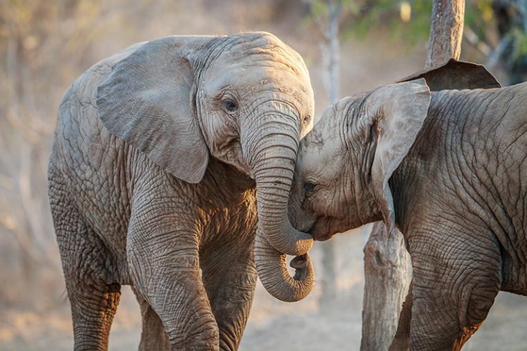 Éléphant