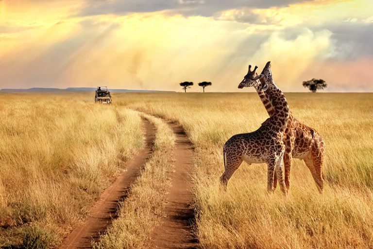 Girafe