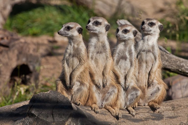 Suricate