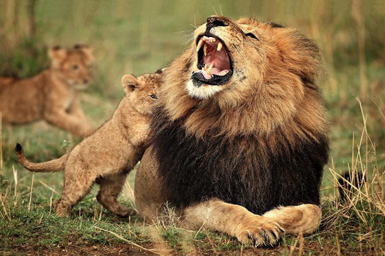Lion