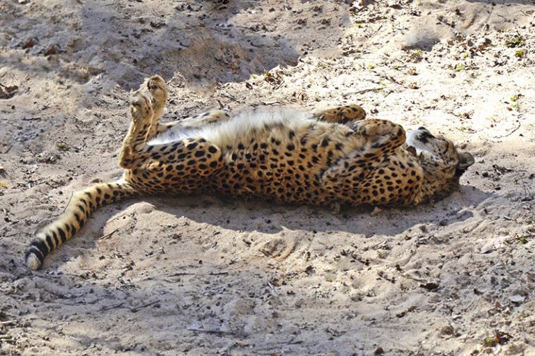 Guépard