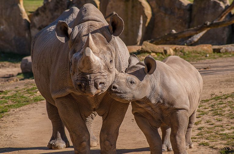 Rhinocéros