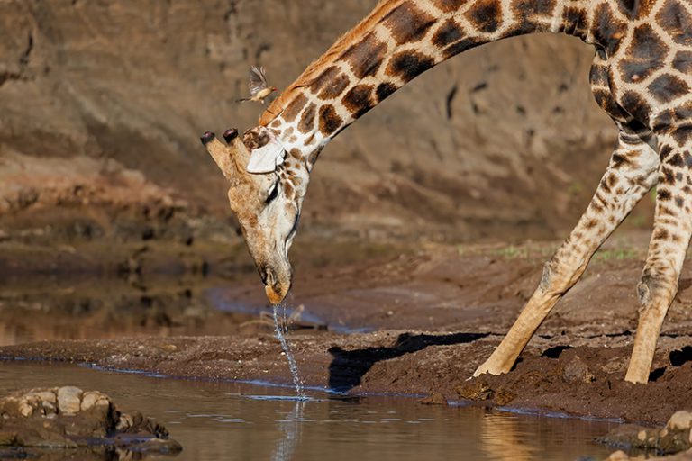 Girafe