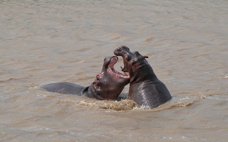 Hippopotame