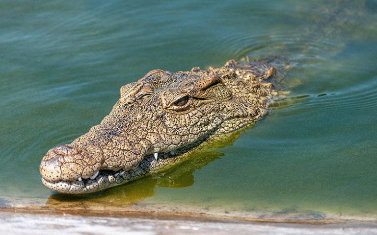 Crocodile