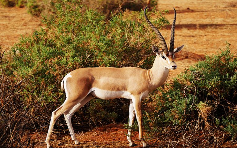 Antilope