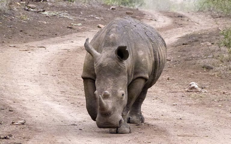 Rhinocéros