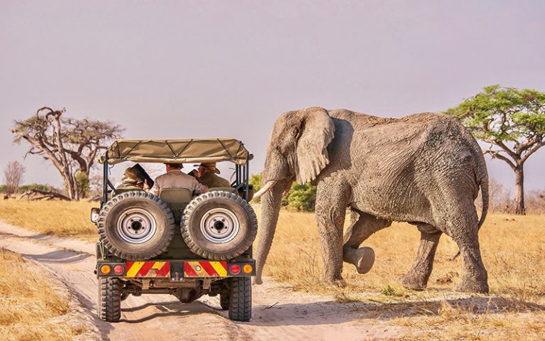 Éléphant
