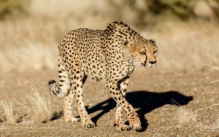 Guépard