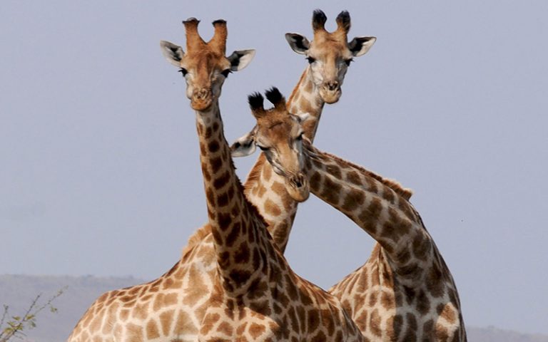 Girafe