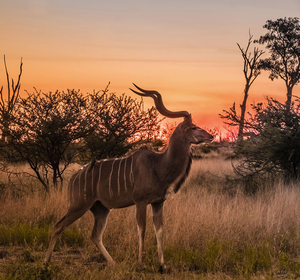 Antilope