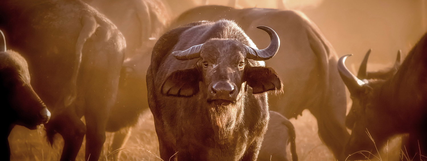 Buffle