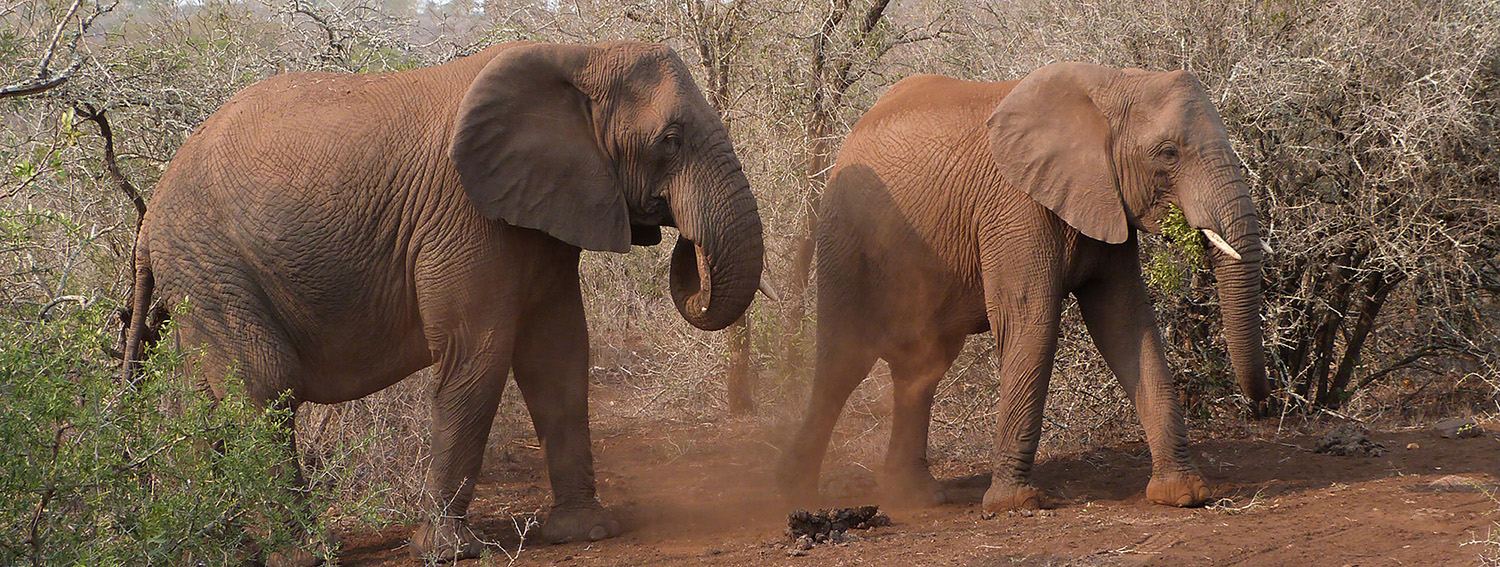 Eléphants