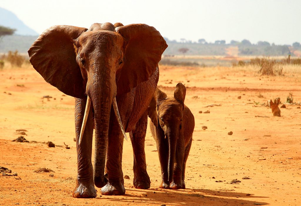 Eléphant
