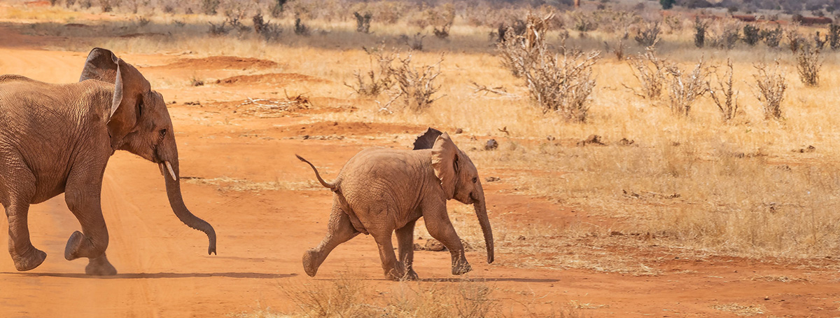 Eléphant