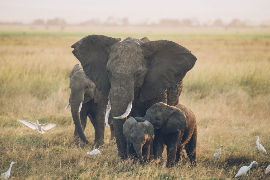 Famille d'éléphants