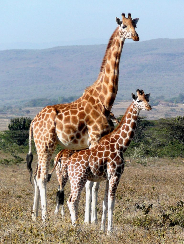 Girafe