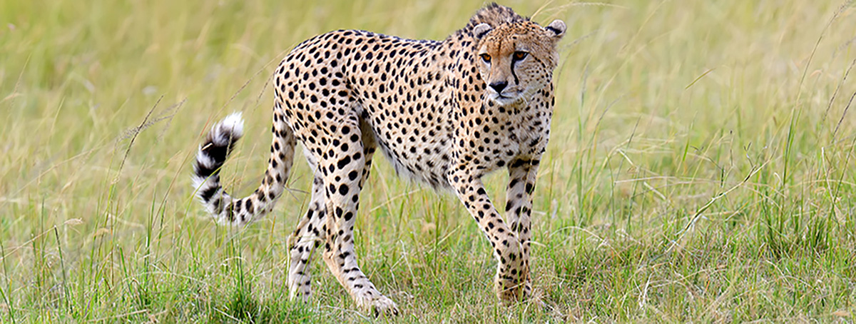 Guépard