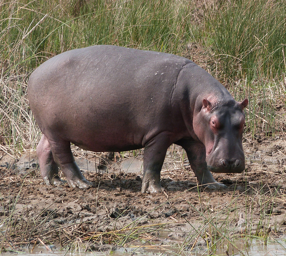 Hippopotame