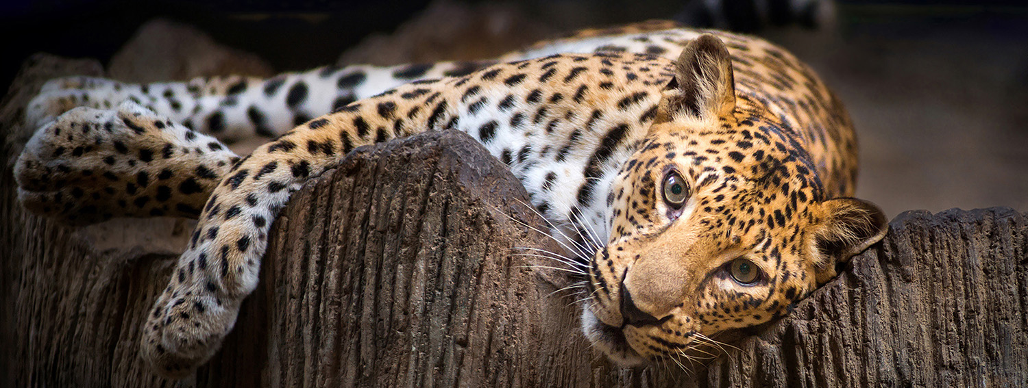 Indochinese Leopard looking something on the rock with beautiful sky at sunset time