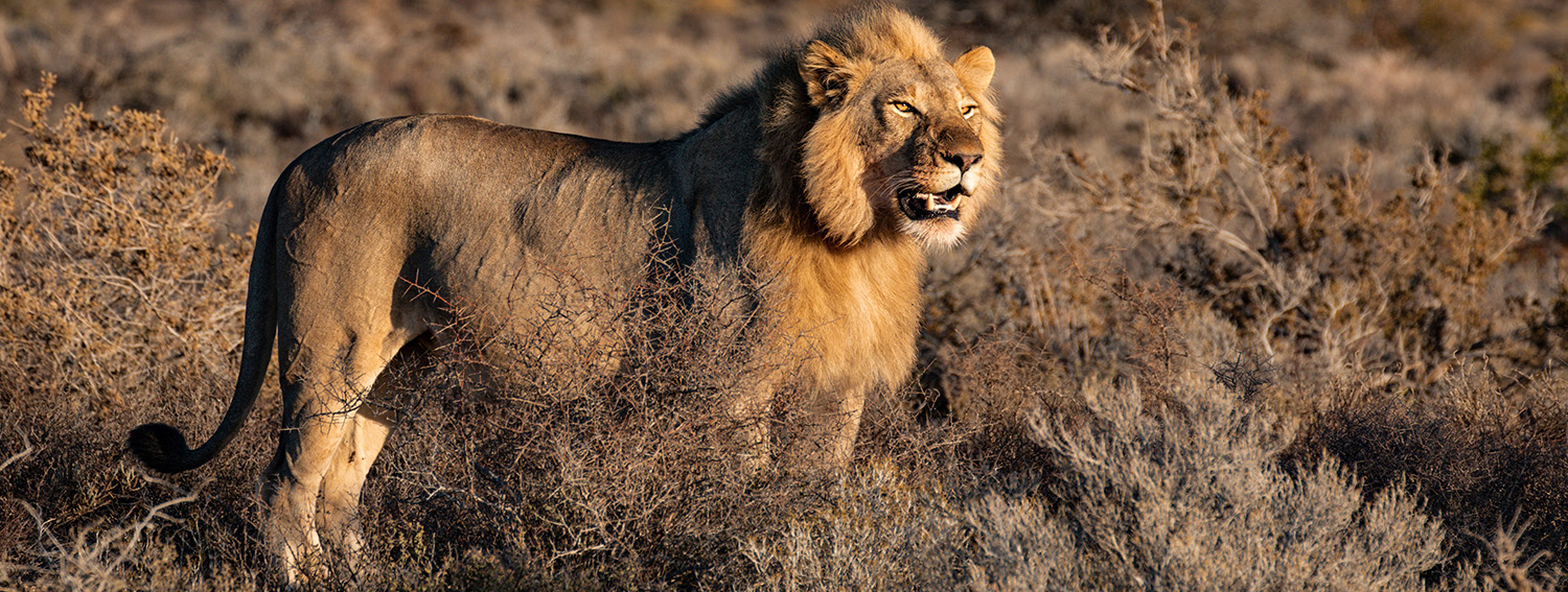 lion