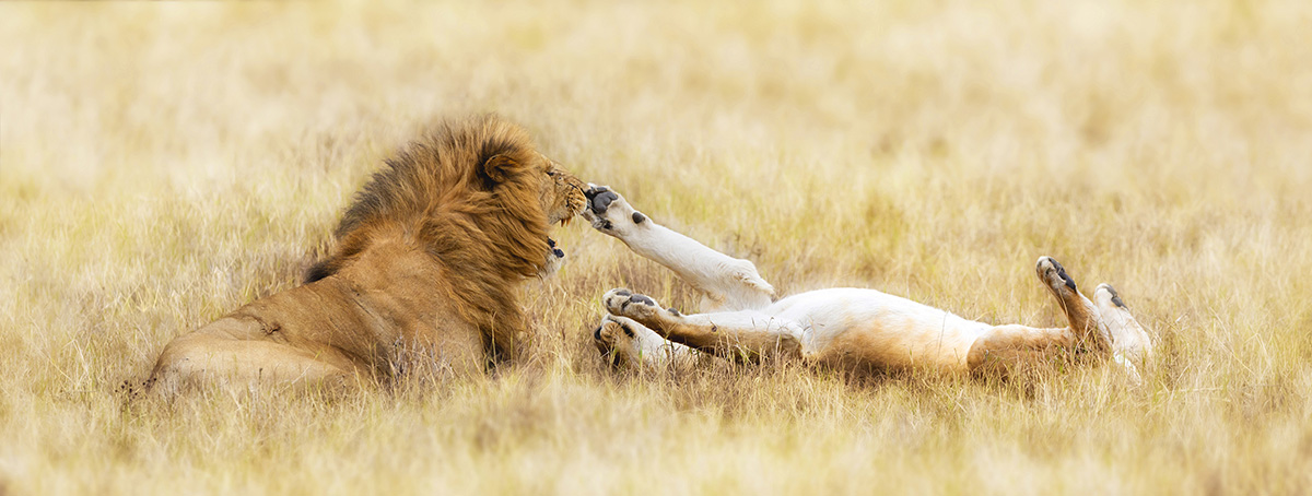 Lion