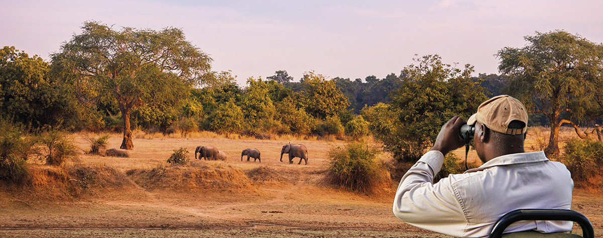 Paysage Safari Afrique du Sud