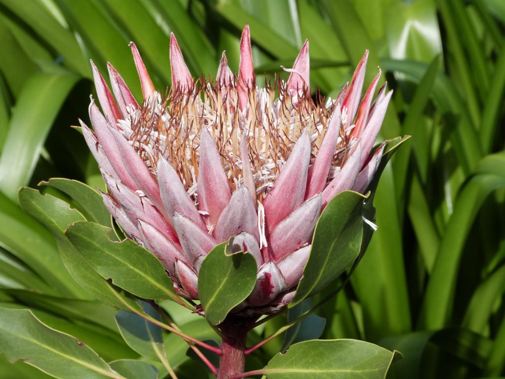 Protea royale
