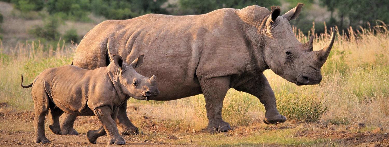 rhinoceros